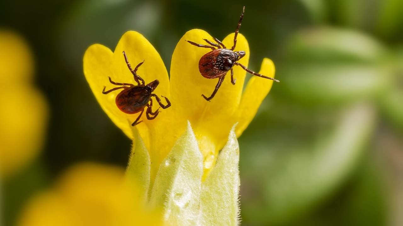 Delle zecche su un fiore