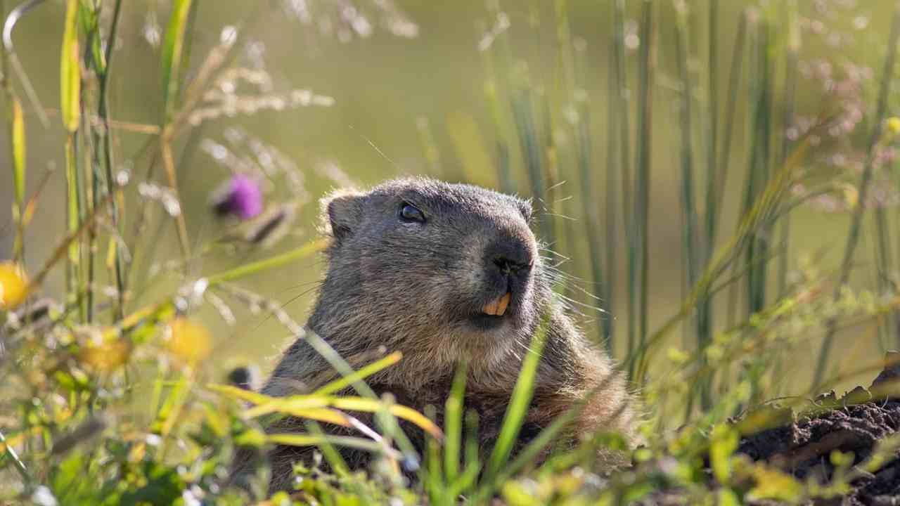 Tra gli animali che si possono fotografare in montagna ci sono anche le marmotte