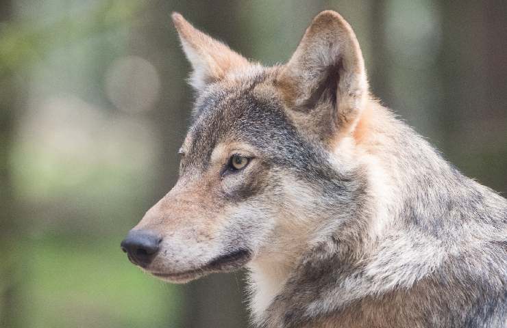 Lupo in montagna