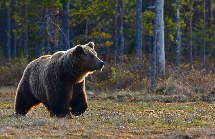 Orso in montagna