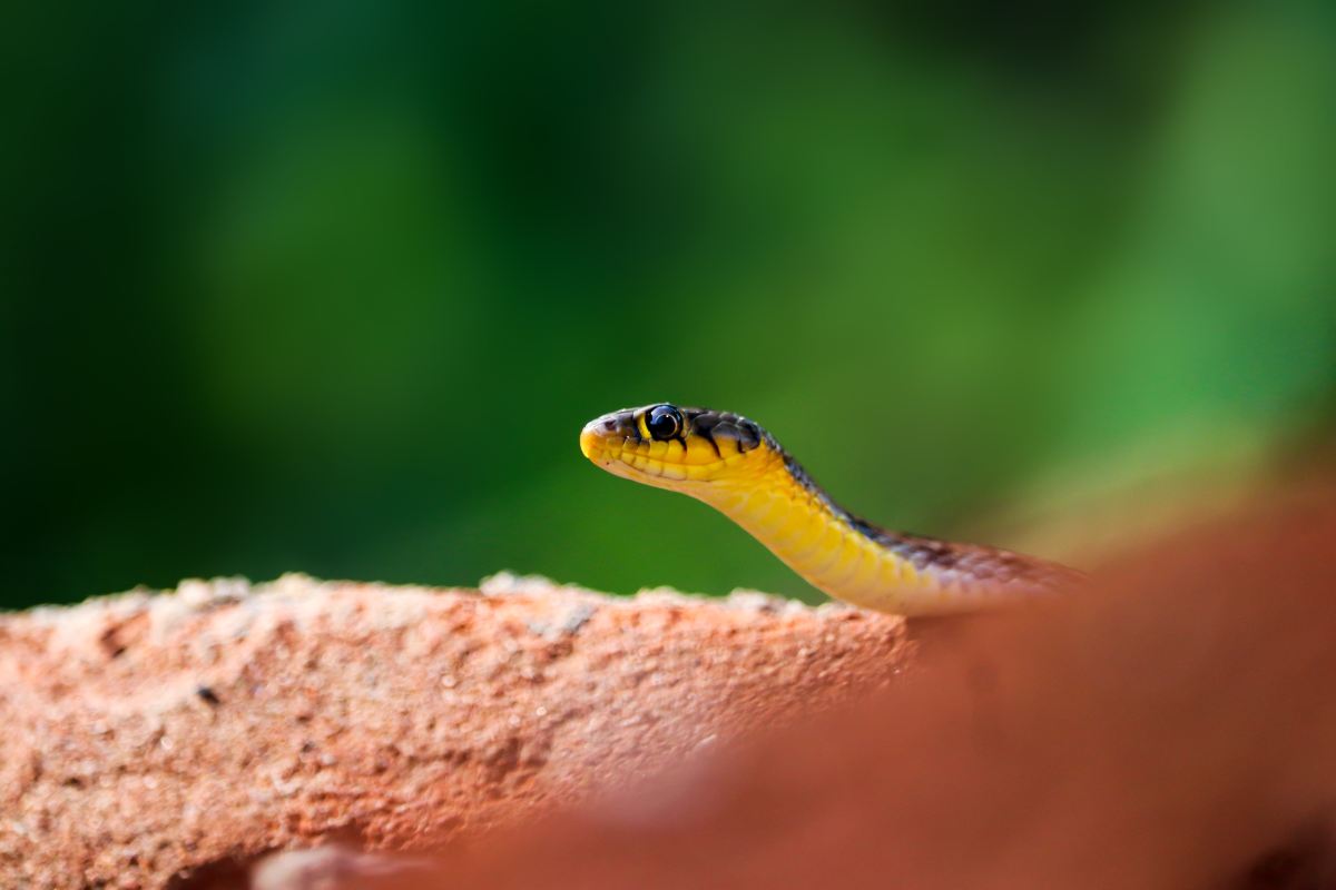 Cosa fare se ti morde una vipera