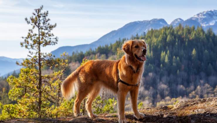 Cane: cosa non deve mancare mai per portarlo in montagna