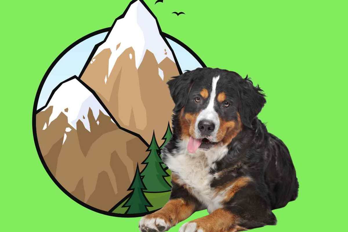 portare il cane in montagna cosa sapere