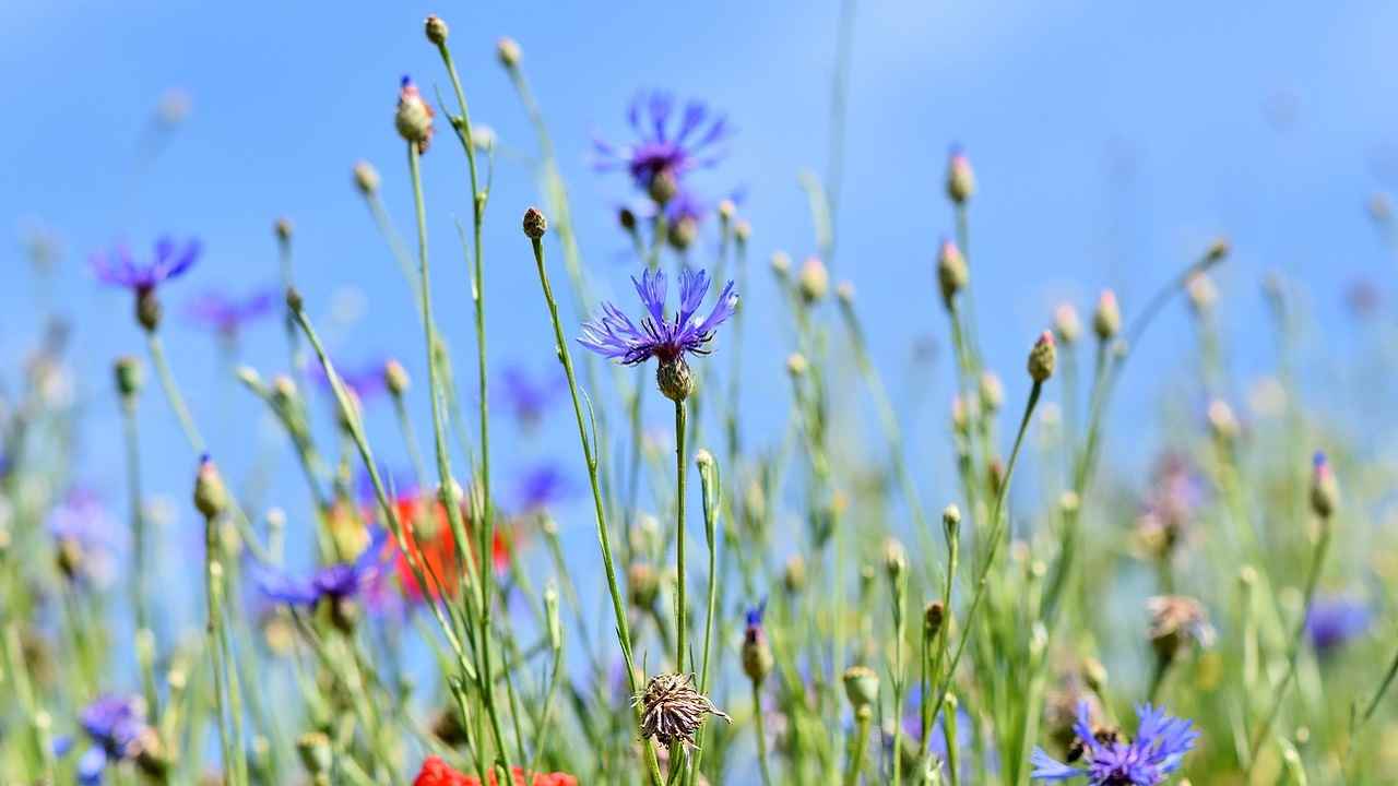 Fiori che crescono in montagna