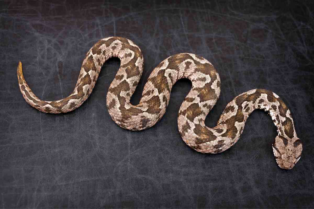 I 10 serpenti più pericolosi: ecco la classifica