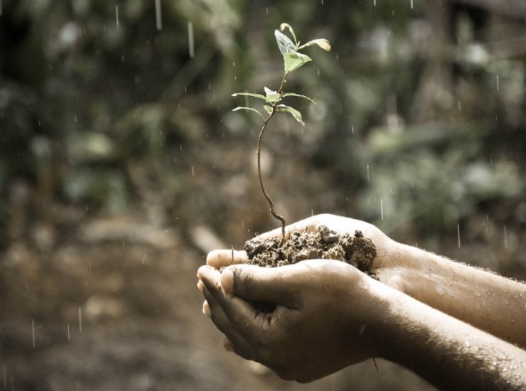 Possiamo innaffiare le piante con l'acqua piovana?