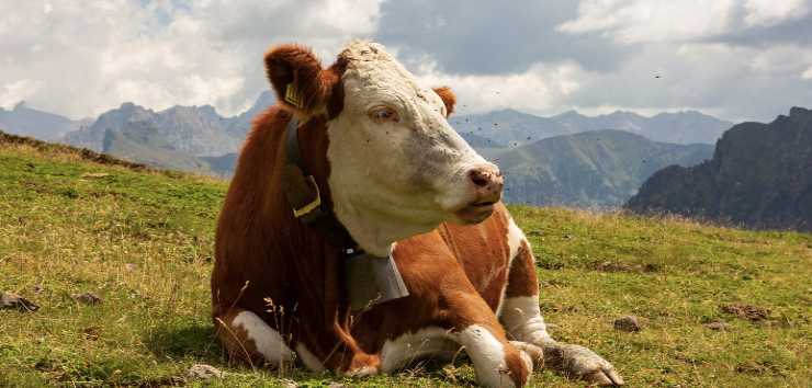 La realtà contadina del luogo-28.05.23-Gentechevainmontagna.it