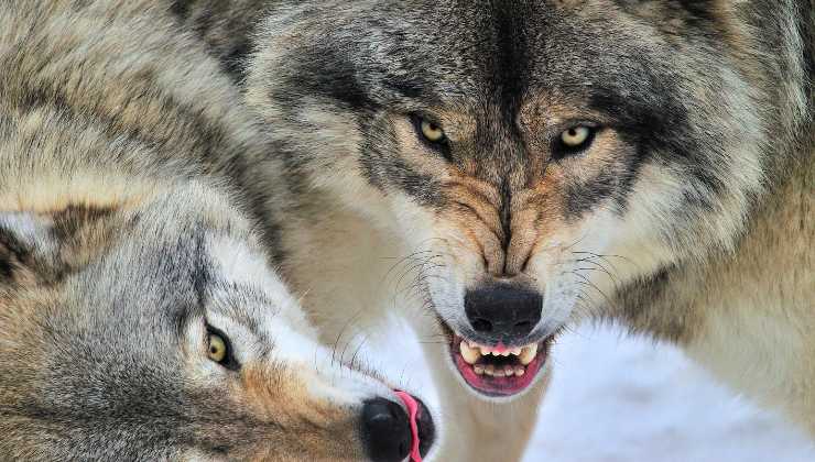 Lupi: come comportarsi se ci si imbatte in uno di loro