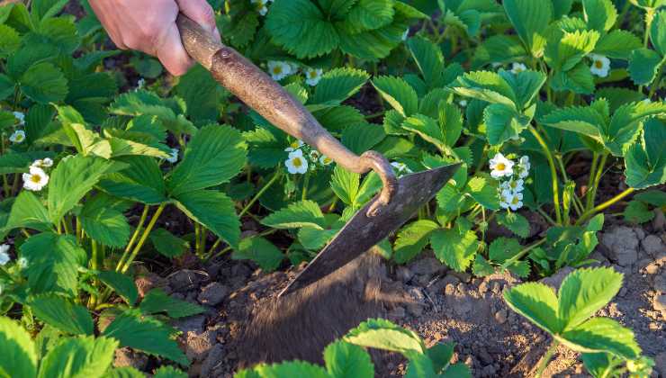 Raccoglie fiori nel bosco e muore : cosa è successo