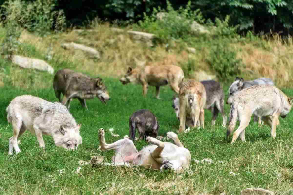 Qualcuno avvelena gli animali in montagna