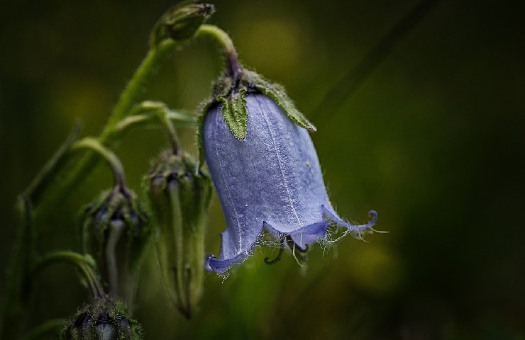 Una campanula