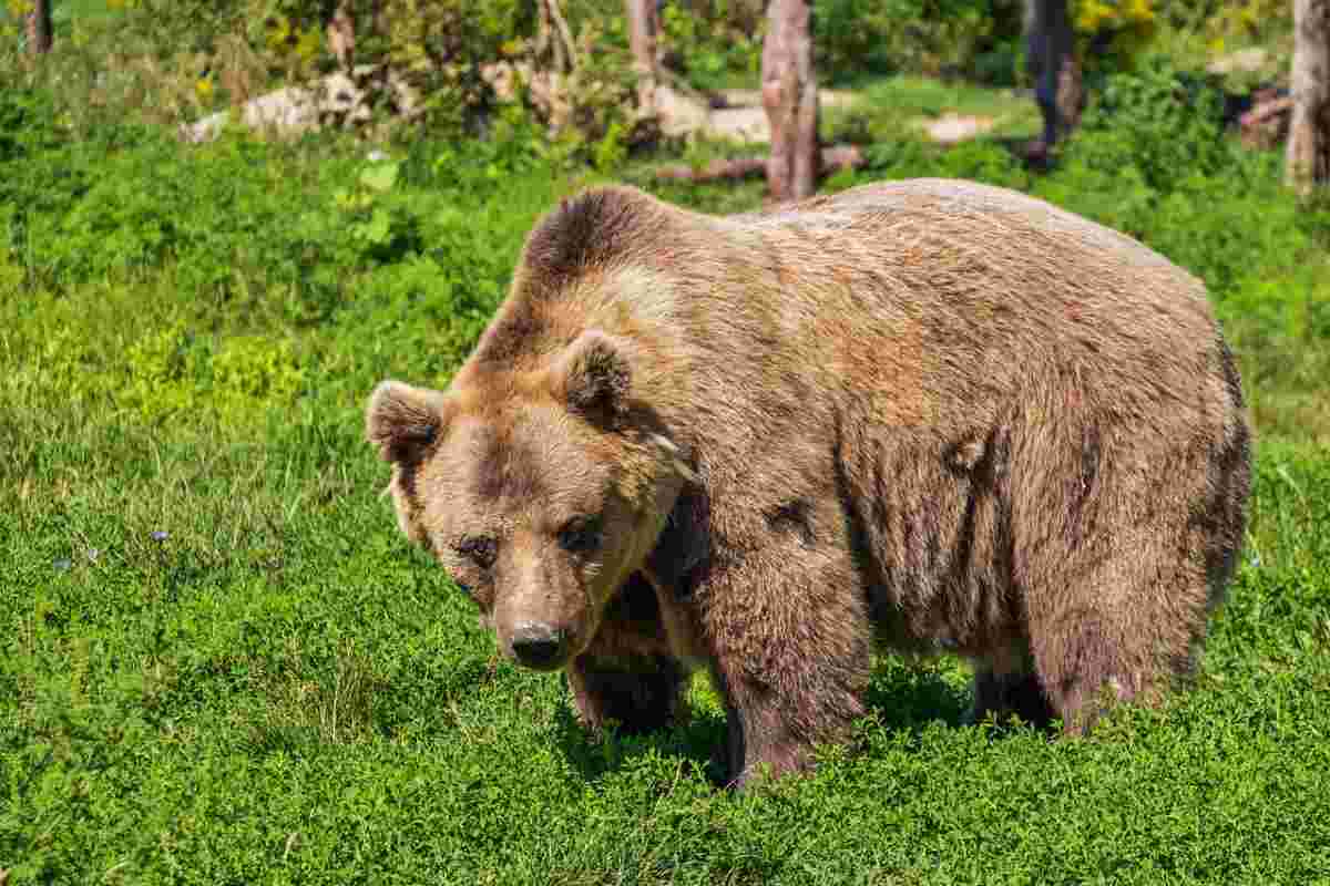 Gli animali pericolosi quando si fa trekking.