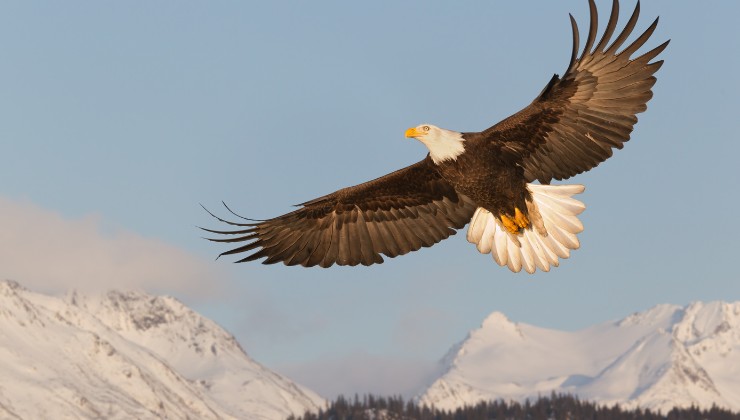 Aquila in montagna ad ali aperte