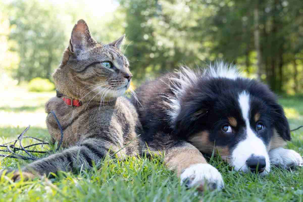 antiparassitario pericoloso per il gatto