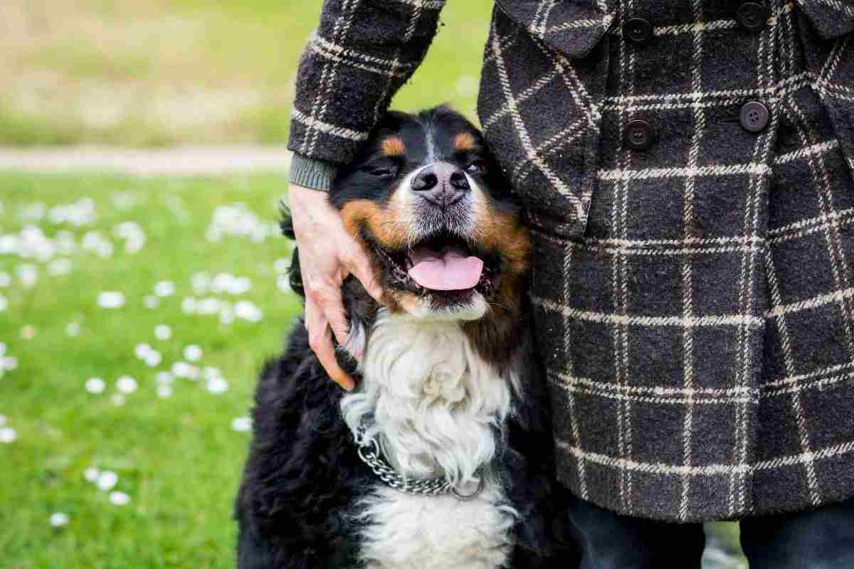 si può portare il cane in vacanza in montagna