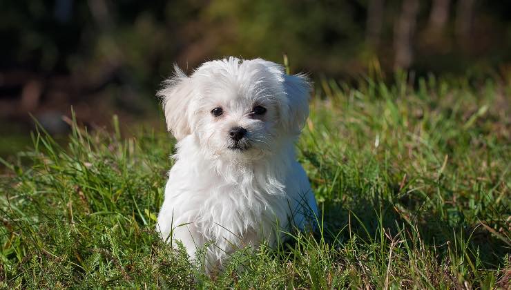 I Maltesi sono tra i cani più rubati 