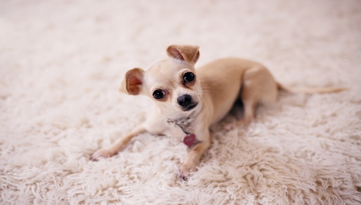 Il Chihuahua il cane più a rischio furto