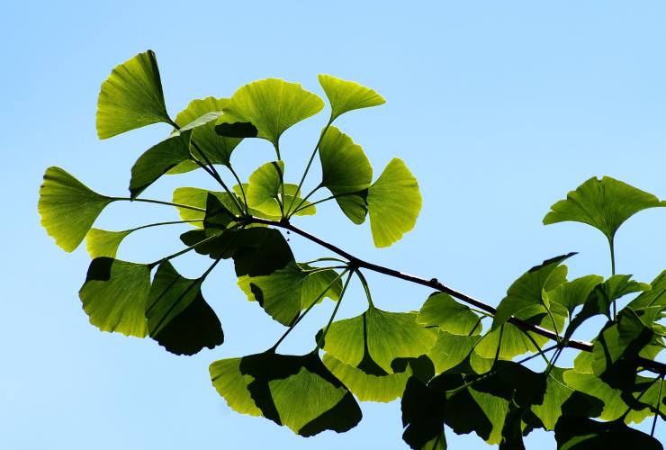 piante anti inquinamento