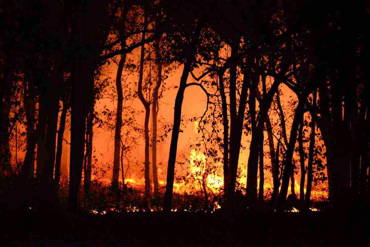 Cosa fare si si avvista un incendio nel bosco