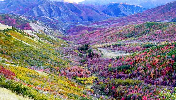 Montagna che si colora di fiori in Italia, tutti i dettagli