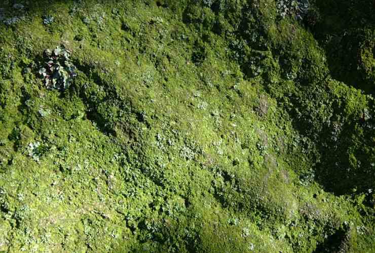 come eliminare il muschio dagli esterni