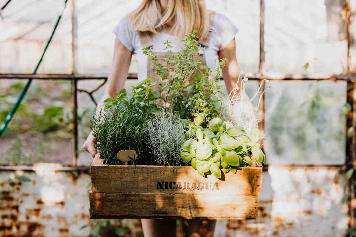 piantine aromatiche semplici da coltivare