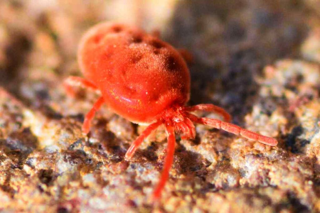 com'è fatto il ragno rosso acaro