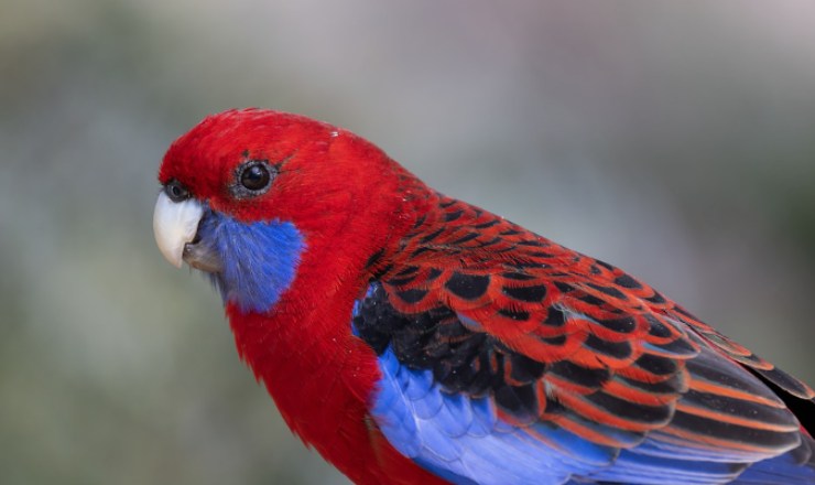 Regioni e uccelli per il birdwatching