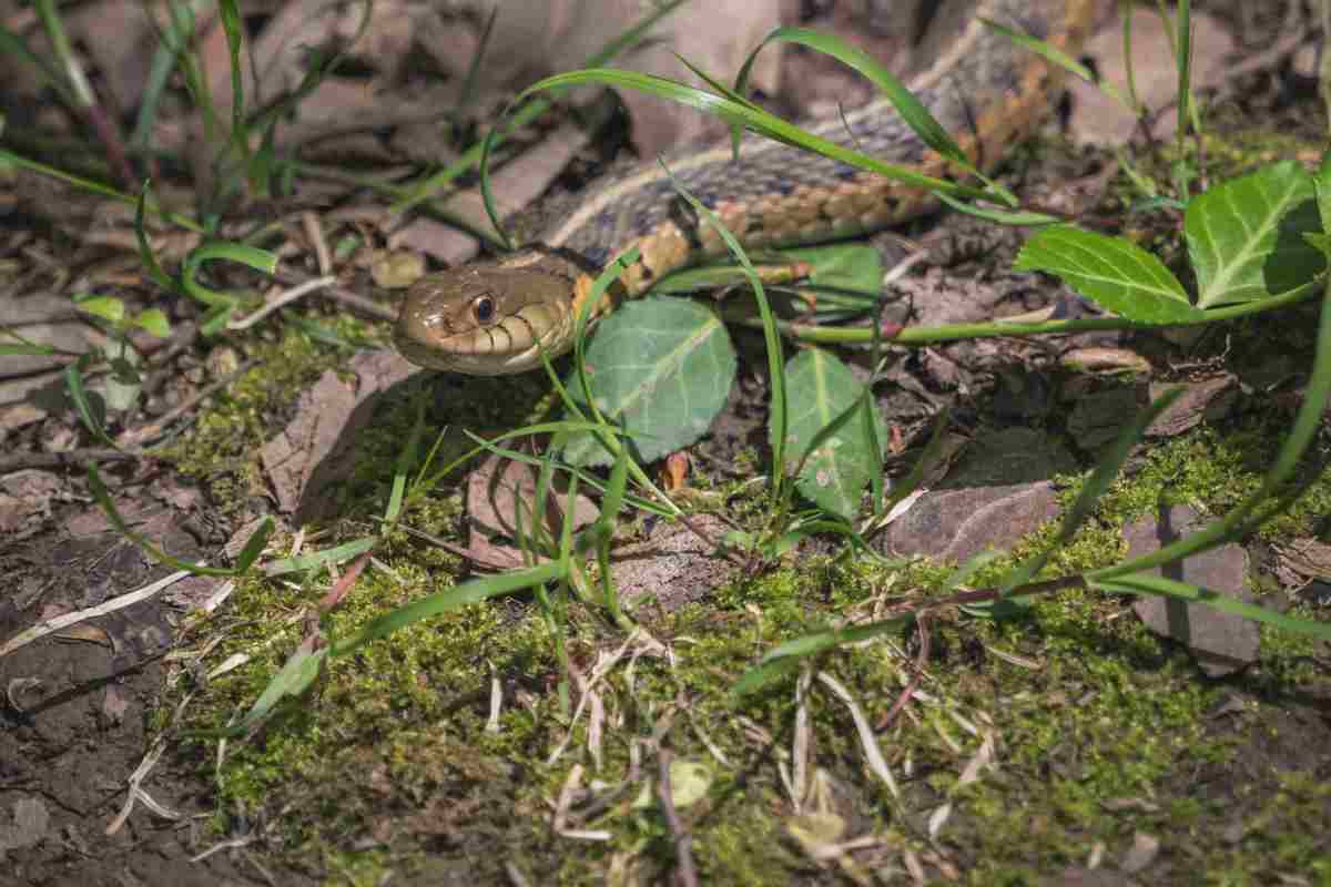 la vipera tra gli animali cui prestare attenzione in montagna