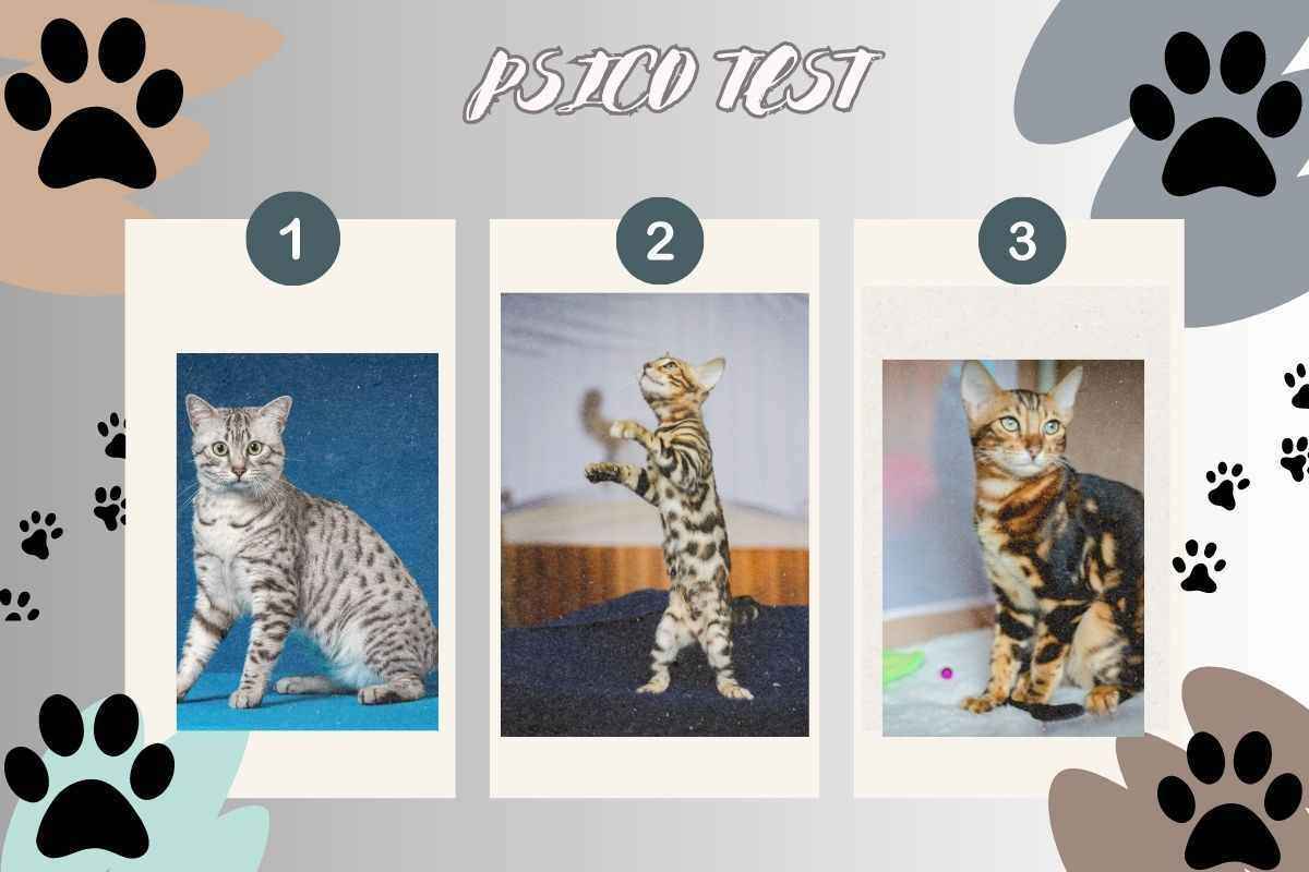 test psicologico gatto