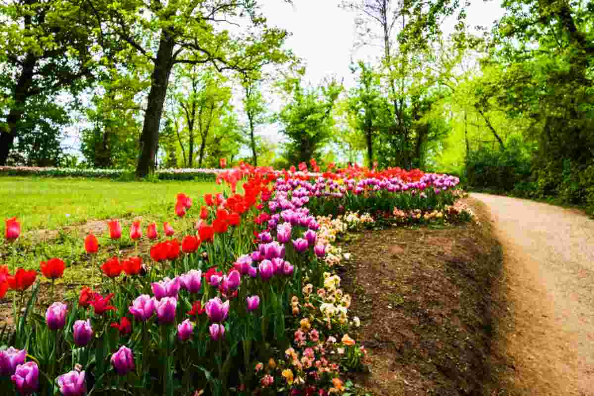 Dov'è il castello su un parco di tulipani?