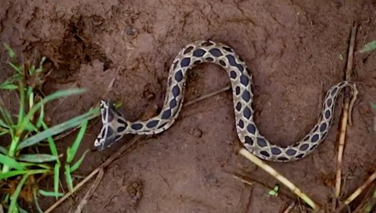 vipera Russell, il suo morso è letale