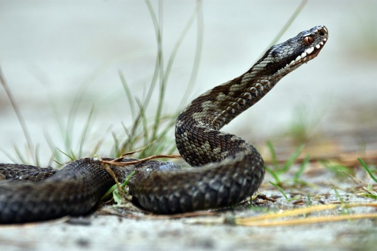 La vipera è tra i piccoli animali più pericolosi quando si fa trekking.