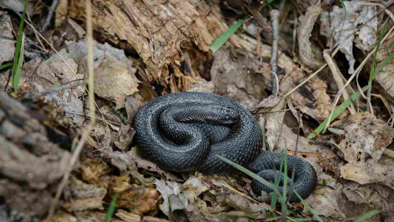 Vipera in montagna