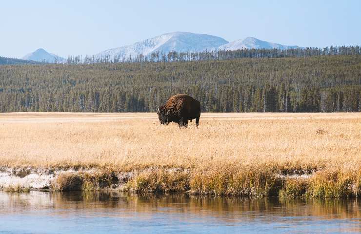 Yellowstone