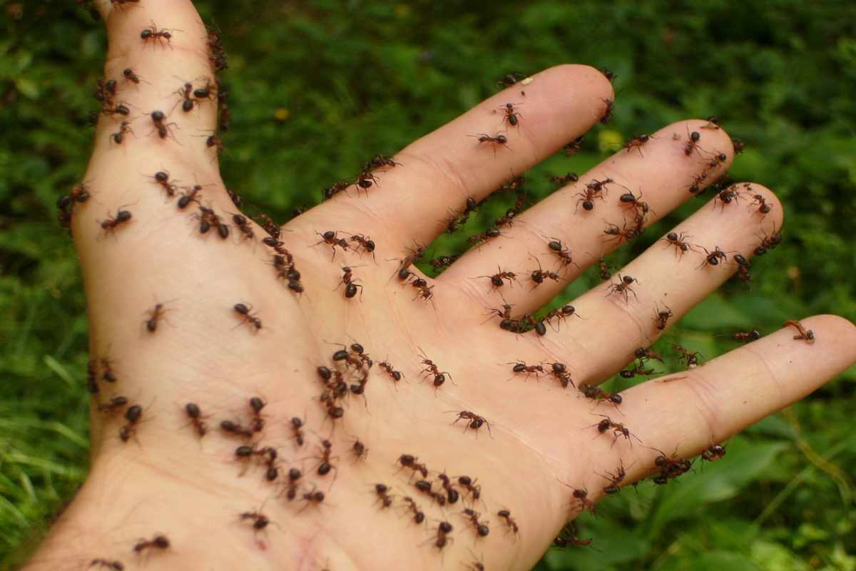 Come combattere le formiche naturalmente