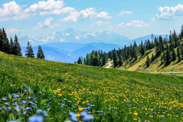 Fiori velenosi montagna 