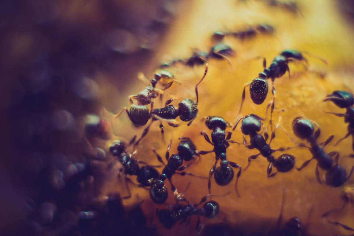 Come fermare le formiche che invadono casa