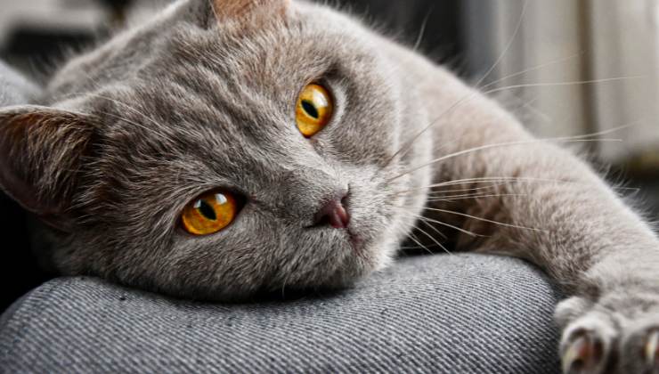 Gatti: come usano i loro sensi