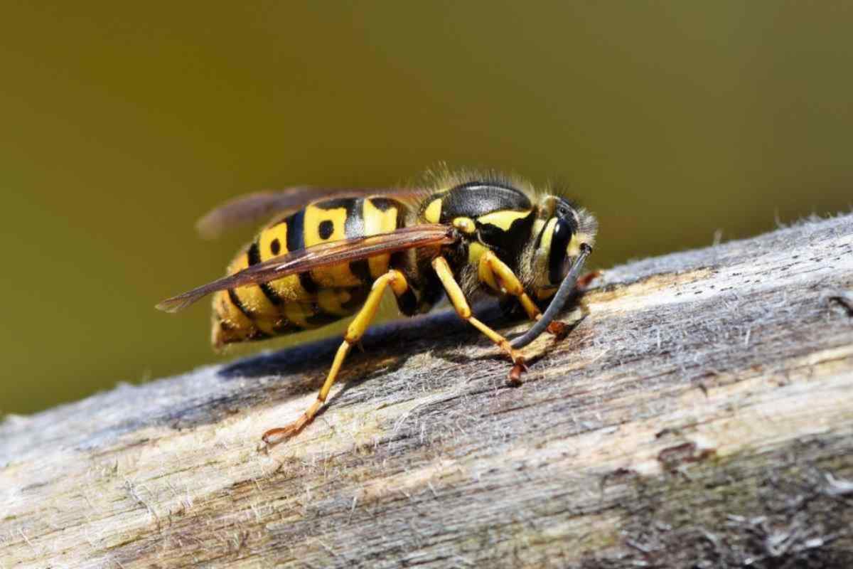 Attenzione al calabrone asiatico