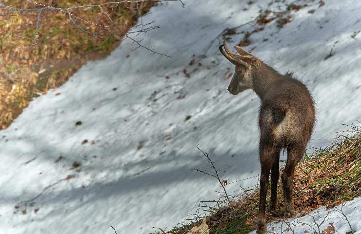 Fauna montagna