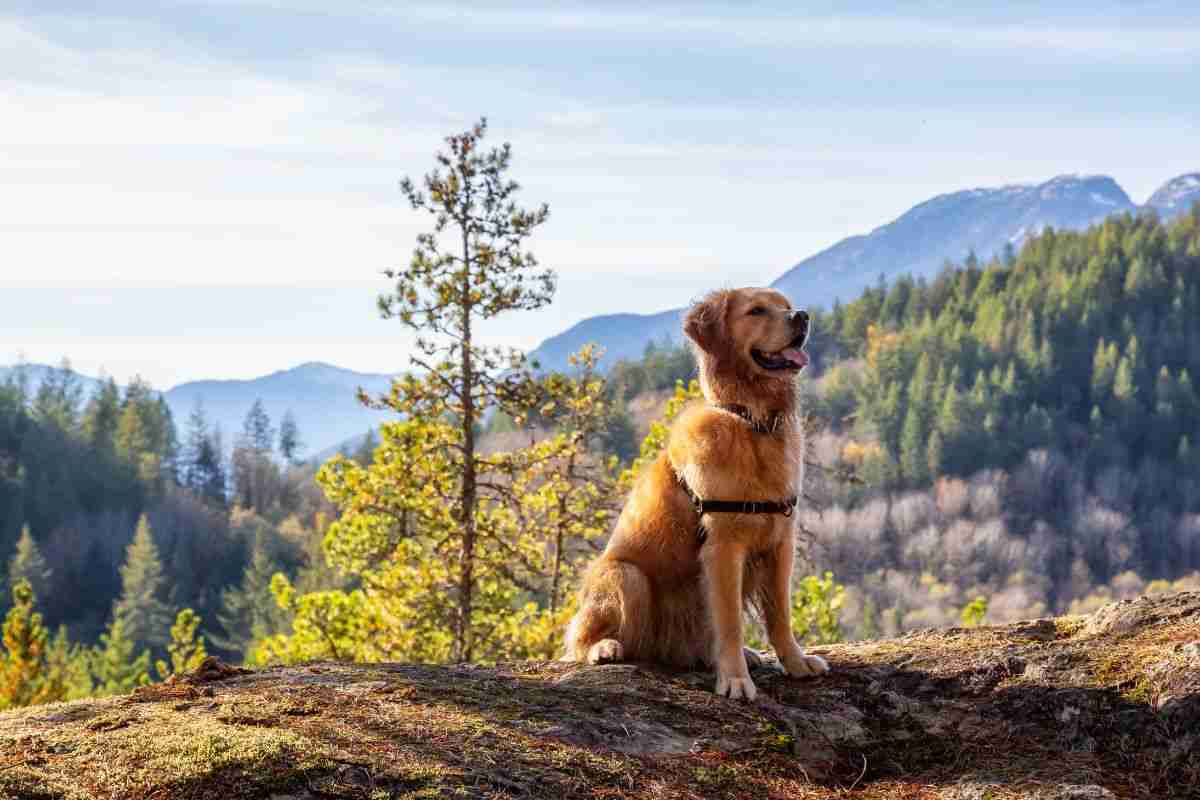 divieto cani in montagna