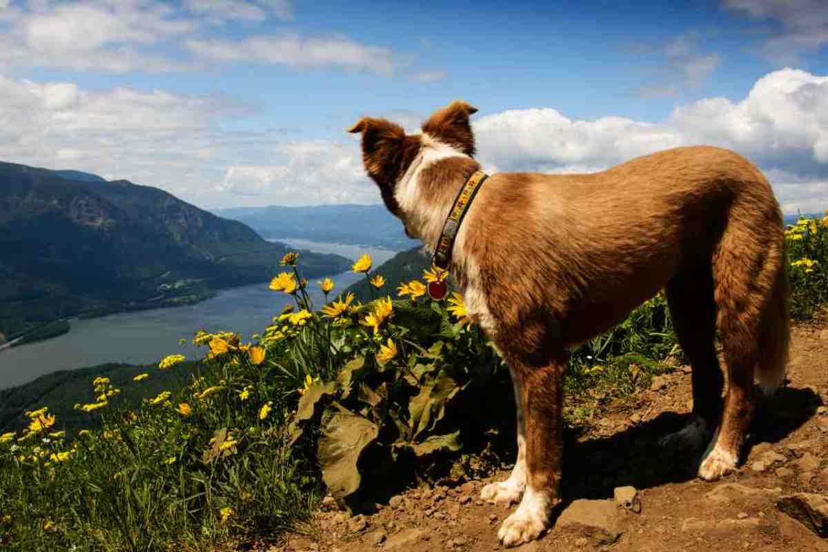 Passeggiata con cane in montagna