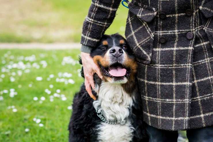 Passeggiata con cane in montagna