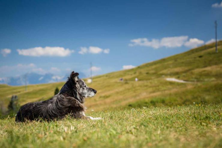 Cani in montagna: cambia la normativa