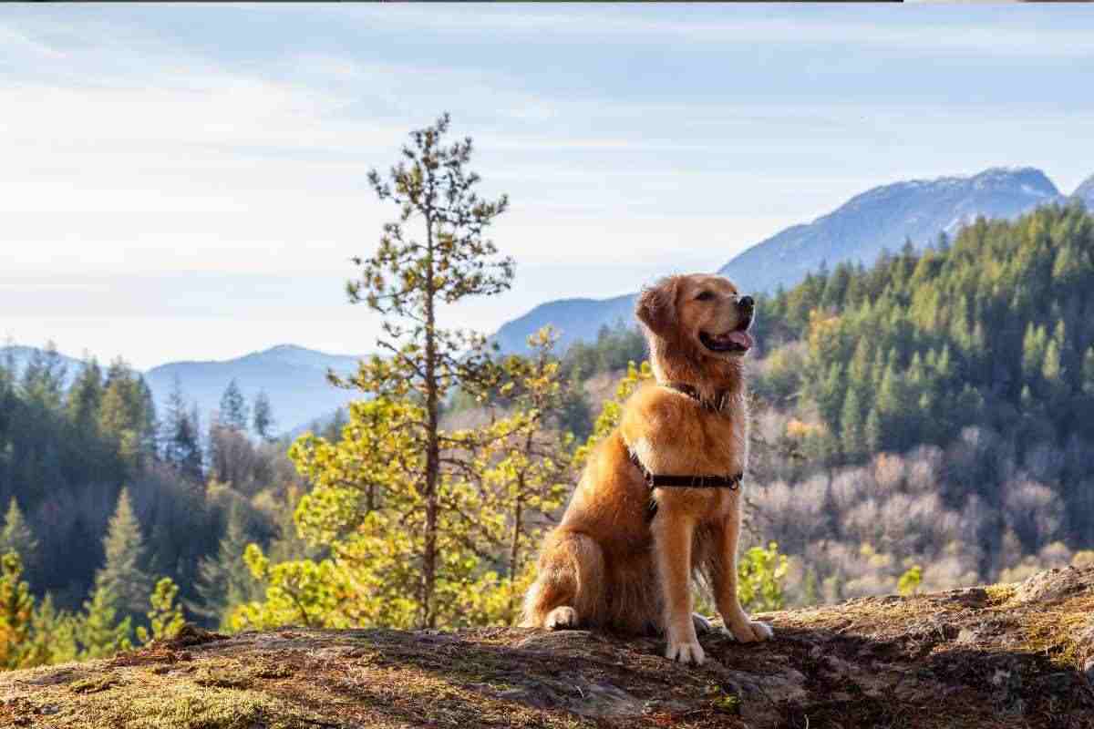 Cani in montagna: cambia la normativa