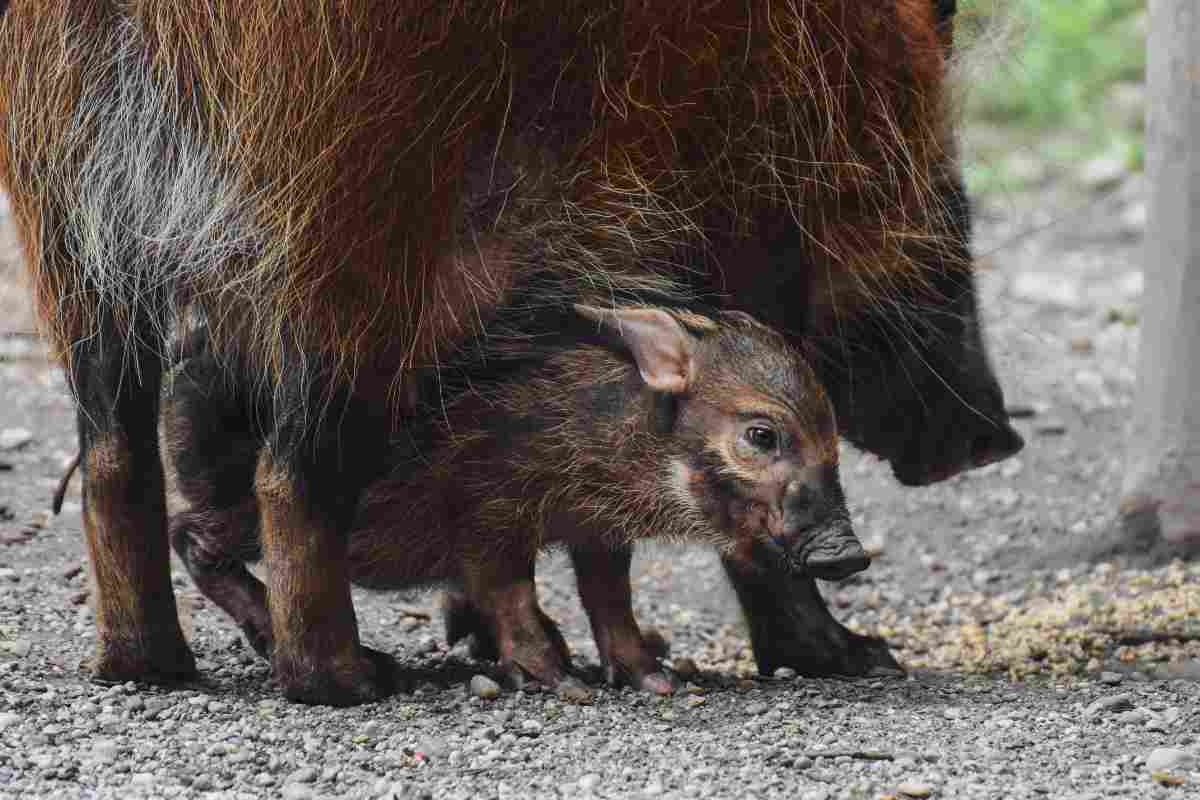 incontro con un cinghiale, che cosa devi sapere