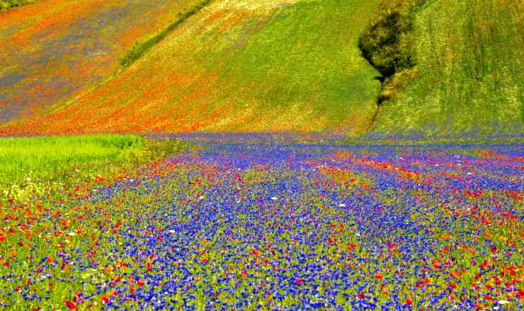 Sfumature della Fioritura di Castelluccio 