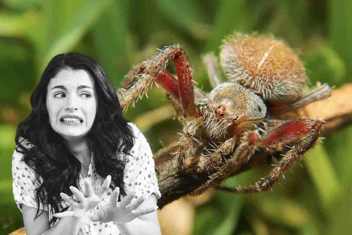 i 5 ragni più pericolosi d'italia