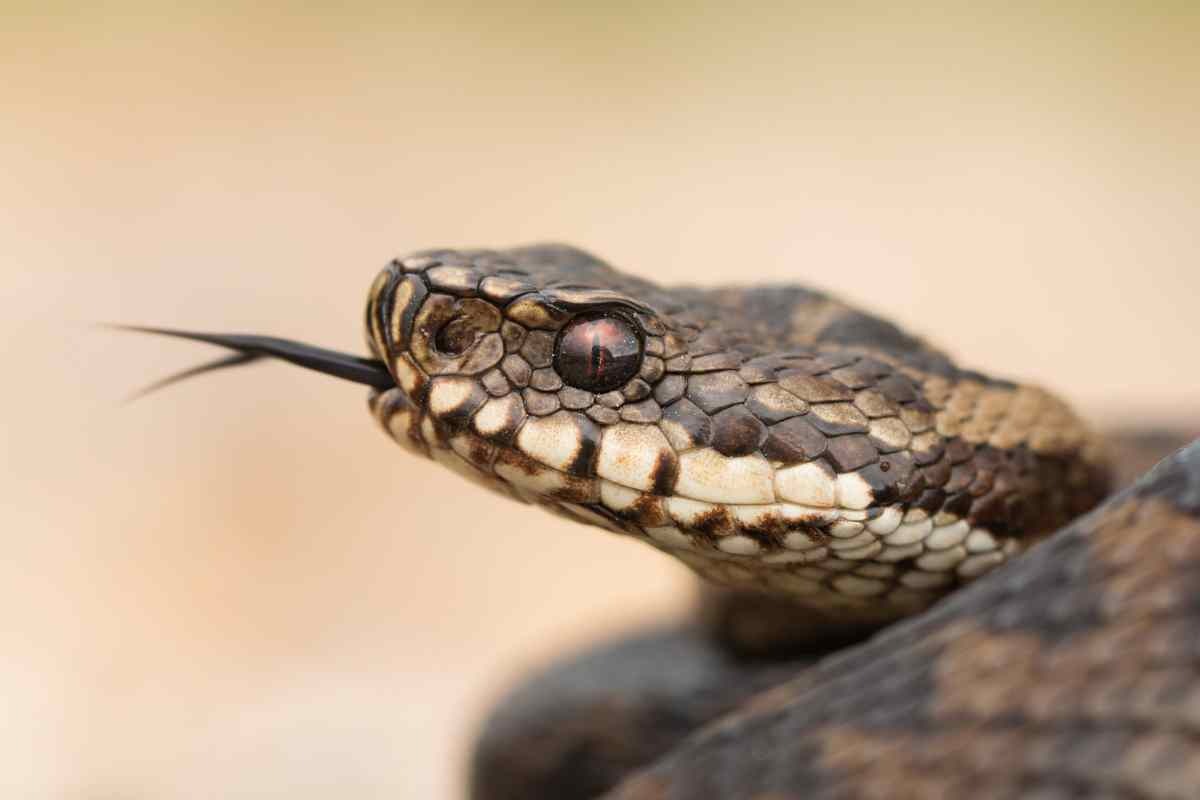 Morsi di vipera sintomi e cosa fare